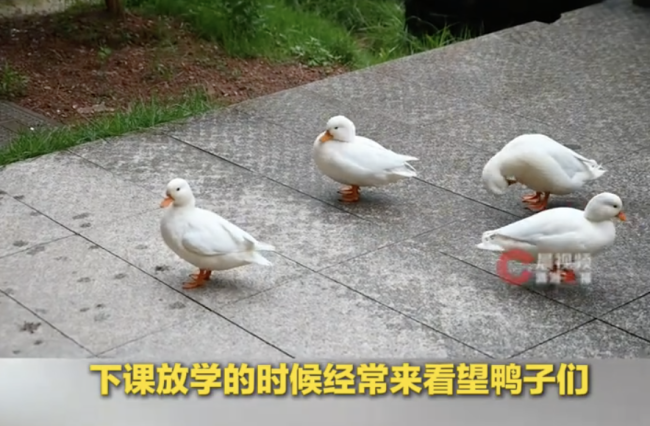 校园团宠柯尔鸭高考期间搬新家