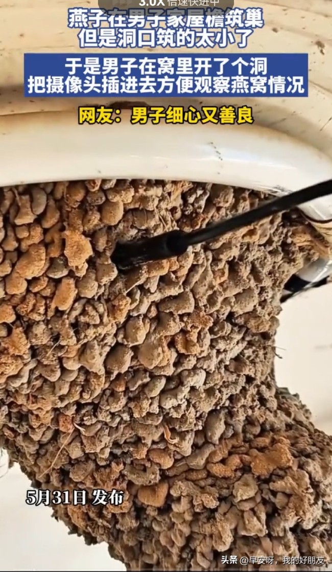 男子在燕窝开洞装摄像头观察燕宝宝