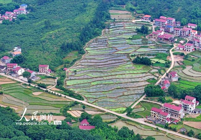 江西泰和：田園如畫