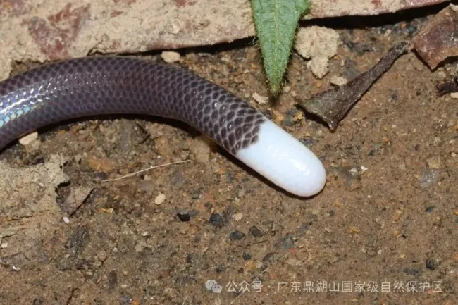 鼎湖山发现新物种 填补中国马陆动物地理分布空白