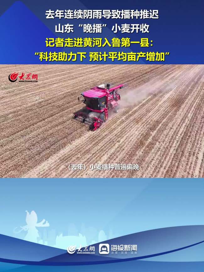 直击黄河入鲁第一县麦收现场
