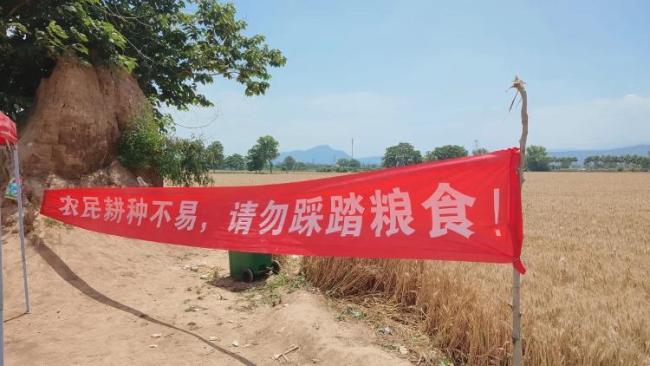 游客踩麥田拍照 農(nóng)民貼告示罰款 文明參觀呼聲高
