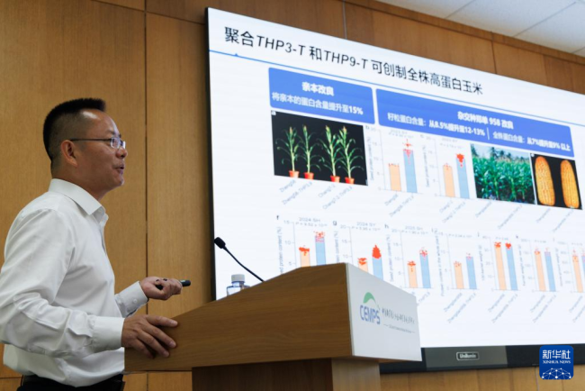 野生玉米中“找回”丟失基因 科研團(tuán)隊(duì)取得突破