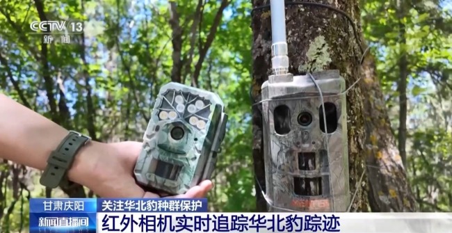 AI大模型識(shí)別 智能設(shè)備助力華北豹守護(hù)