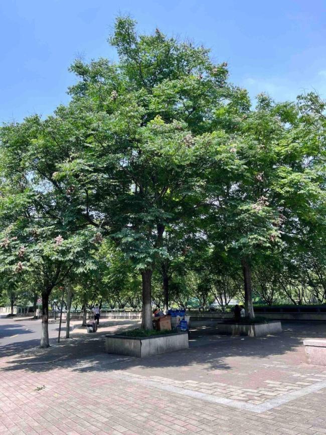 宁波街头大量出现大红姬缘蝽