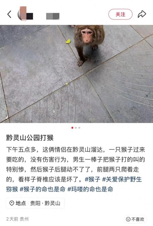 公园回应情侣用棍棒殴打猴子 景区全力搜寻受伤猴
