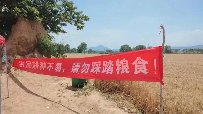 巩义宋陵麦田遭游客踩踏 文明游览引关注