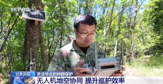 AI大模型識別 智能設備助力華北豹守護