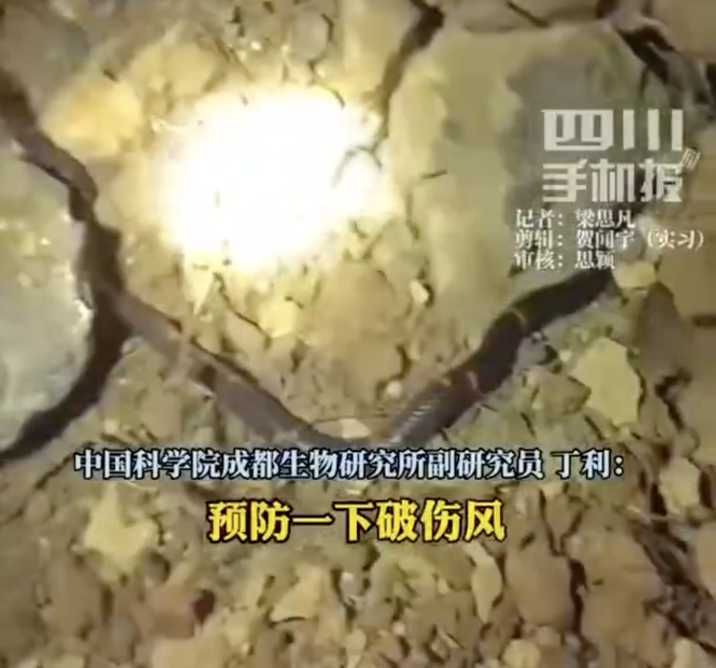 男子稱偶遇"中國(guó)第一毒蛇”