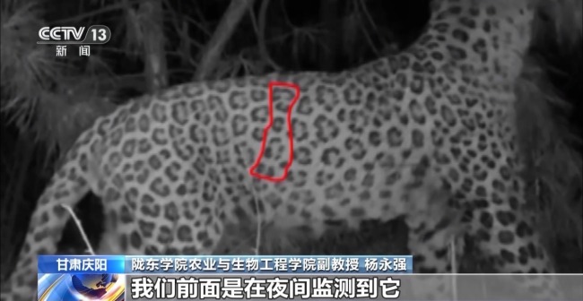 AI大模型識(shí)別 智能設(shè)備助力華北豹守護(hù)
