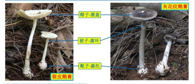武汉出现“头号毒王” 一朵可能致命 警惕野生蘑菇中毒
