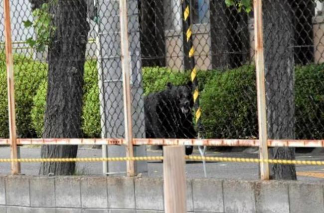 日本福岛熊伤人后开窗逃逸 麻醉无效狂暴逃窜