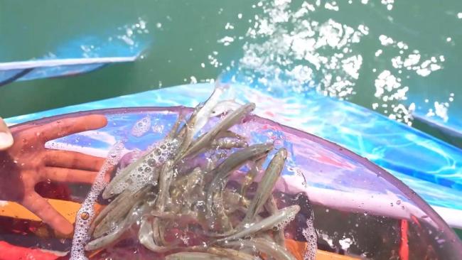 6万多尾“水中大熊猫”放流 扁吻鱼重返博斯腾湖