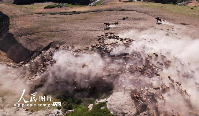 新疆福海：牧民忙夏季轉(zhuǎn)場