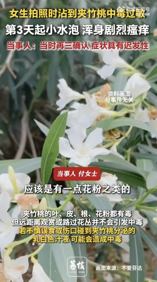 嘴含“網(wǎng)紅花”拍照后中毒 警惕夾竹桃毒性