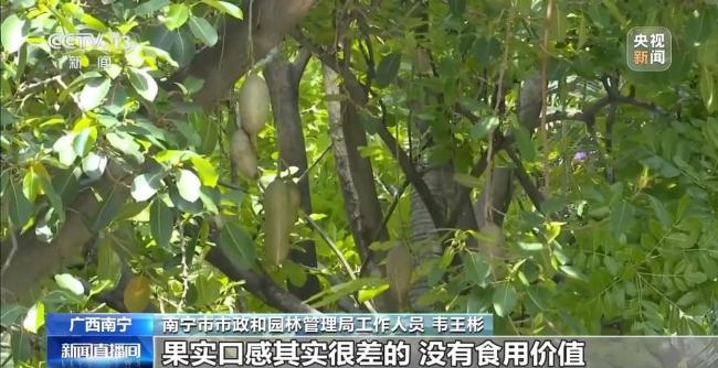 綠化帶樹木結(jié)的果實能吃嗎 不宜食用注意健康