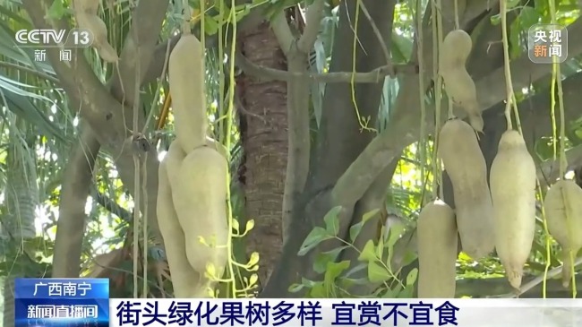 綠化帶樹木結(jié)的果實(shí)能吃嗎 不宜食用注意健康