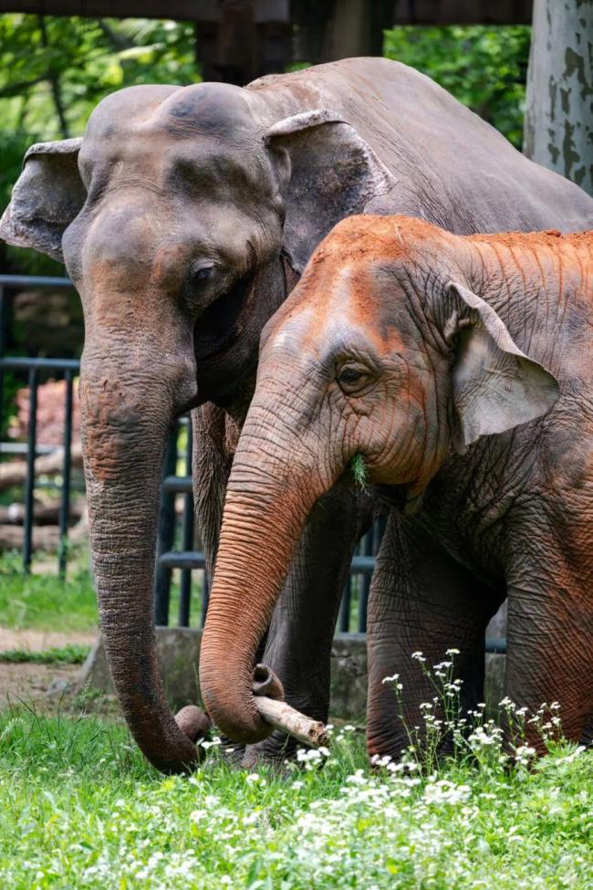 上海動(dòng)物園亞洲象八莫65歲去世 半世紀(jì)溫情老友告別