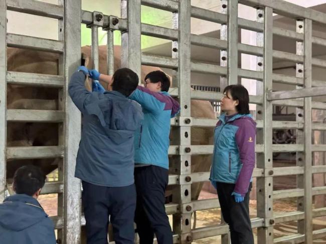 上海動物園亞洲象八莫65歲去世 半世紀(jì)溫情老友告別