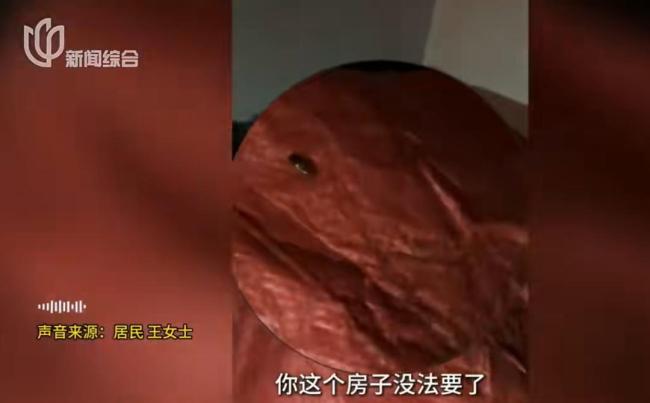母女租房子養(yǎng)十幾只流浪狗 房東崩潰 惡臭擾民引發(fā)關(guān)注