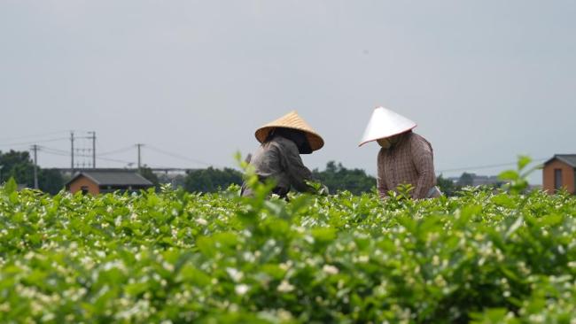 農(nóng)事“豐”景丨34萬花農(nóng)忙豐收 一朵茉莉香飄全國