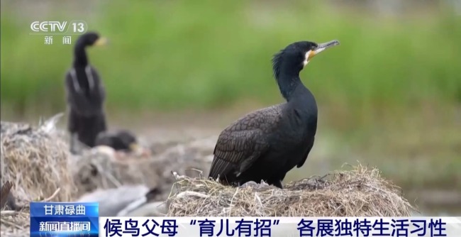 扎堆盖房？探访尕海湿地候鸟“育儿所”