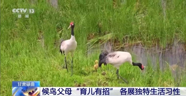 扎堆蓋房？探訪尕海濕地候鳥(niǎo)“育兒所”