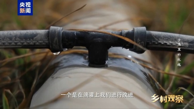 荒漠也可以成花海 看“沙漠玫瑰”背后的生態(tài)之變