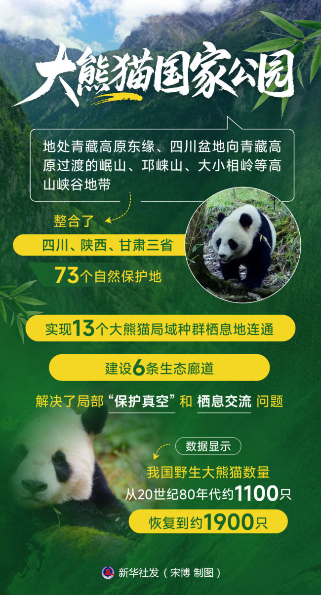 守護(hù)“國寶”萬物共生 大熊貓國家公園的綠色答卷