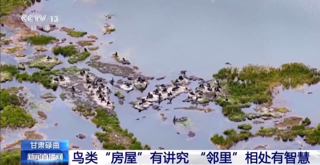 扎堆盖房？探访尕海湿地候鸟“育儿所”