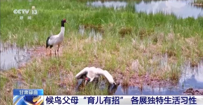 扎堆盖房？探访尕海湿地候鸟“育儿所”