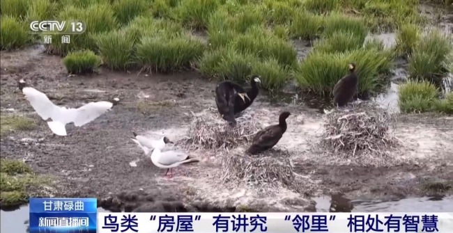 扎堆蓋房？探訪尕海濕地候鳥“育兒所”