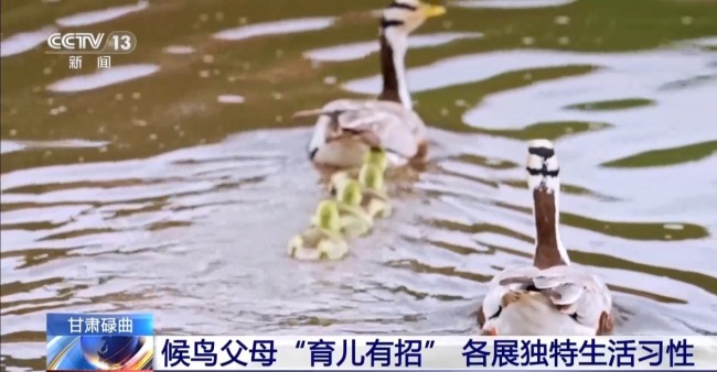 扎堆蓋房？探訪尕海濕地候鳥(niǎo)“育兒所”