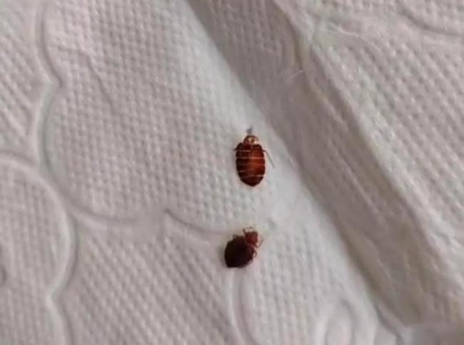 男子浑身发痒难耐竟是床虱在做怪 夜行性蚊虫扰人安宁