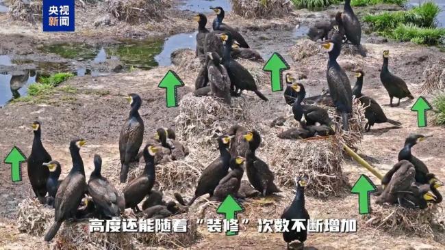 不只会捕鱼！揭秘鸬鹚作为“建筑师”的另一面