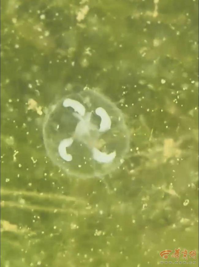 西安一公园湖水中的“小透明” 竟是“5.5亿岁”的桃花水母！专家：地球上最古老的无脊椎动物之一
