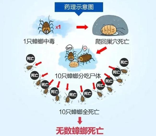 广东一小区蟑螂出没 多到用桶装 如何有效防治