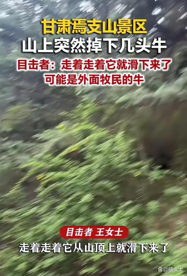 头牛领错路致牛群摔景区沟里9死1伤 悲剧引发警钟