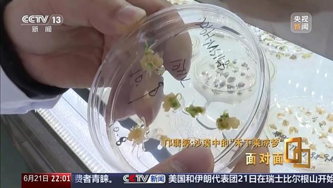 黄沙生绿浪 她用种子解锁盐碱地新希望