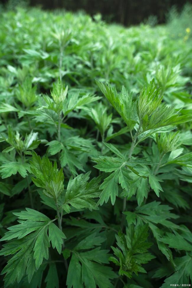 艾草取下时间有讲究 六月收艾正当时