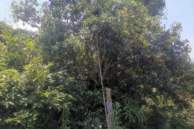 两人擅自采摘杨梅被行政处罚 私自摘取后果严重