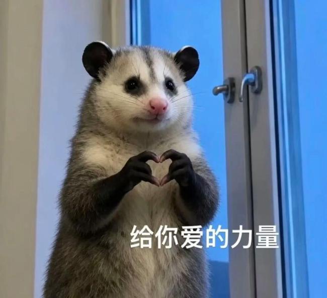爆火的负鼠为啥能成年轻人“嘴替” 幽默化解压力
