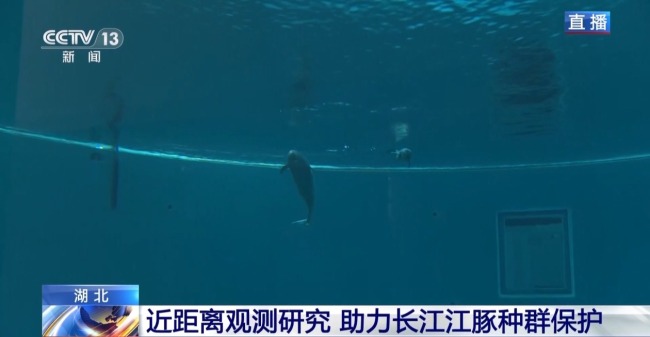 “止跌回升”多元保护体系守护长江江豚