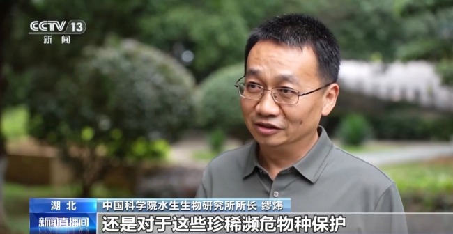 “止跌回升”多元保护体系守护长江江豚