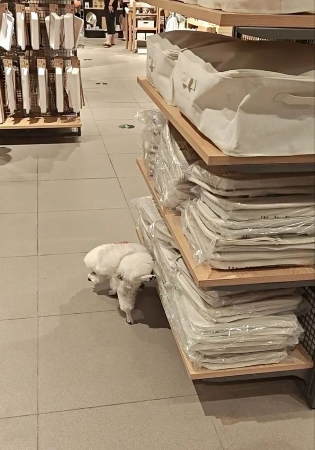 南京一无印良品有狗向货品撒尿