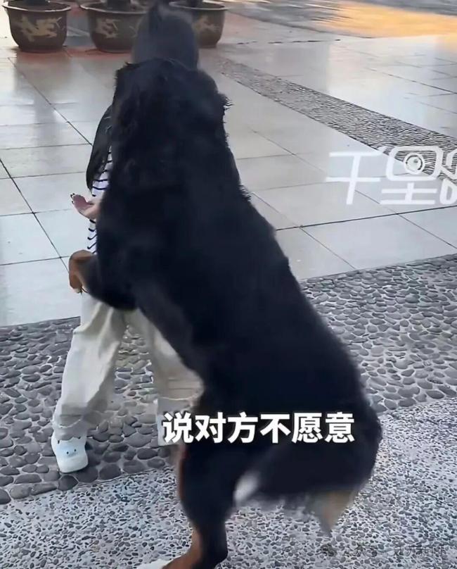 大狗扑抱女童狗主人拒不道歉 最终达成调解协议