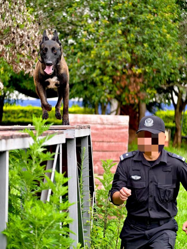 缉毒警坠楼昏迷 警犬等待100多天 忠诚守候主人归