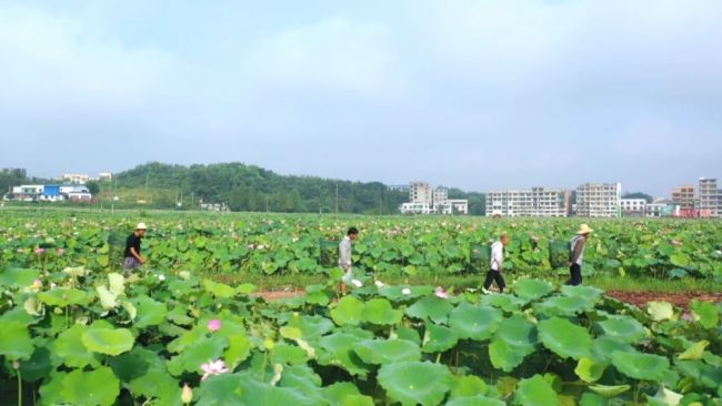 因地制宜兴产业 深耕乡土谋振兴