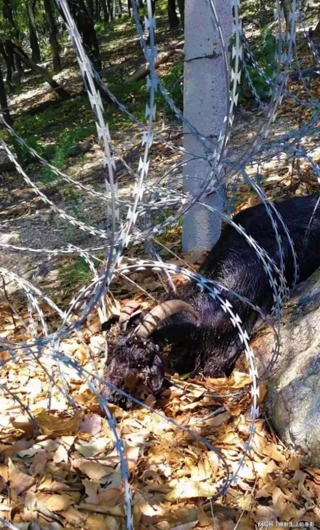 网友称有动物因泰山拦网被困死亡