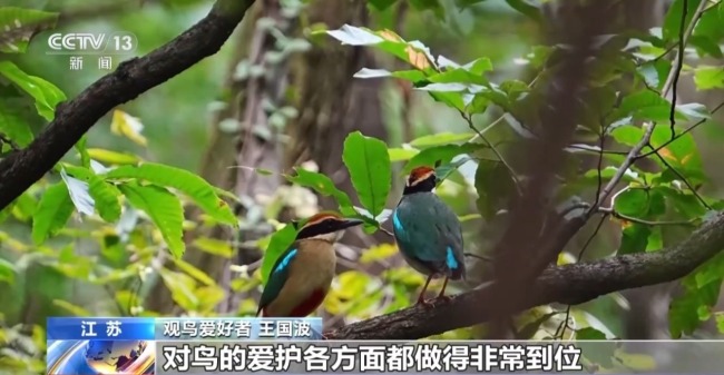 濒危种群稳中有升 我国鸟类保护成效显著